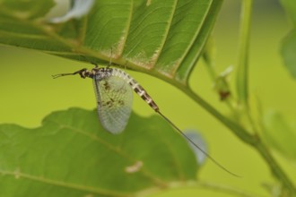 A male Green Drake hangs on a leaf