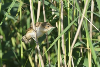 Flying Great Reed Warbler in the reeds Great Reed Warbler, Acrocephalus arundinaceus, Great Reed