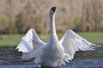 Mute Swan during the mating season