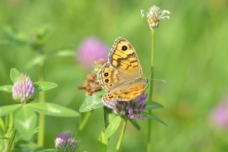 Lasiommata megera, wall brown on red clover. Wall Brown on a flower
