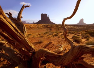 Monument West Mitten Butte in morning from dired tree branches Utah