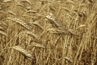 Agriculture wheat golden dried fiels crop texture background