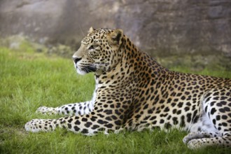African leopard on resting over green grass