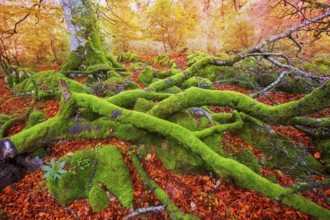 Autumn Selva de Irati fall beech jungle in Navarra Pyrenees of Spain