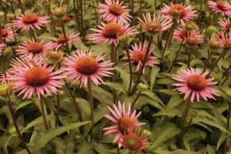 Close-up of a beautiful flowering plant in the sun