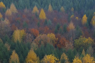 Colourful autumn forest in the Saxon Switzerland.colourful autumn forest in the Saxon Switzerland