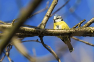 Blue Tit, Cute Little Bird