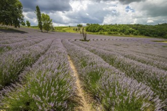 Beautiful summer evening in a lavender field. Large blue lavender bushes blooming in a cultivation