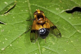 Cistogaster globosa, Caterpillar Fly, Tachinid Fly