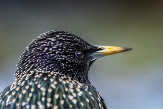 Starling (Sturnus vulgaris) in spring plumage, close-up, Hochrhein, Baden-Württemberg, Germany,