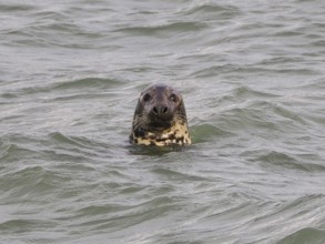 Harbour seal (Phoca vitulina) at the Dutch North Sea, Brouwersdam, province of South Holland,