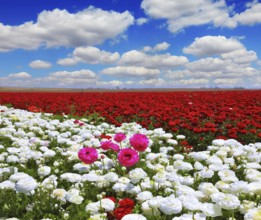 Boundless rural field with flowers. White garden buttercups are combined with bright red and pink