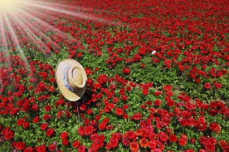 Elegant straw hat with a white and blue ribbon on the field of red flowers