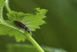 Variegated click beetle (Dalopius marginatus)