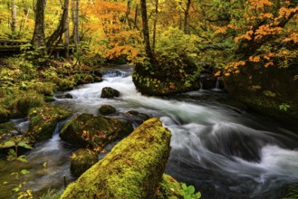 View of Oirase River flow along the Oirase Walking Trail passing the colorful forest of autumn