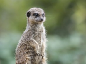 Portrait of a meerkat. portrait of a meerkat