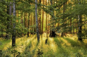 Forest with sunrays, forest and sunrays 01