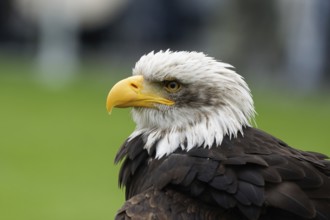 Bald eagle, Haliaeetus leucocephalus