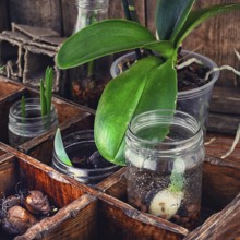 Bulbs and plant shoots and spring flowers in wooden box