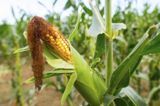 Fresh cob of ripe corn in the green field
