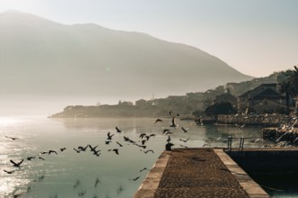 Seagull flying in the sky over the water