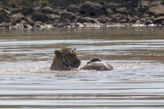 Tiger (Panthera tigris), Bengal tiger or Indian tiger, big cat (Pantherinae), carnivore