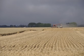 Farmers harvest a crop of wheat, South Canterbury, New Zealand, Oceania