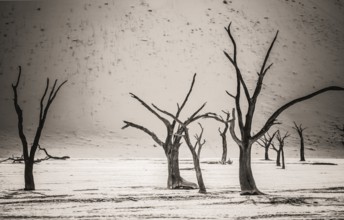Dead Camelthorn trees stand, without decaying in Deadvlei in the Namib Desert