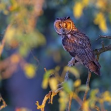 Long-eared owl, (Asio otus), perch, animals, birds, owls, Hockenheim, Baden-Württemberg, Federal