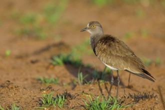 Lapwing (Vanellus lugubris), animals, birds, biotope, habitat, foraging, wader, plover family,