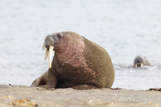 Walrus, (Odobenus rosmarus), (Trichechus rosmarus), animals, mammals, Spitsbergen, Longyearbyen,
