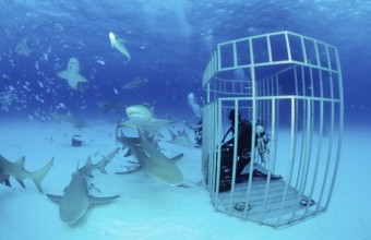 Lemon Sharks and divers in a shark cage, Negaprion brevirostris, Bahamas, Grand Bahama Island,