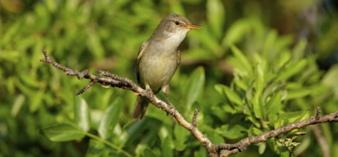 Olive warbler, (Hippolais olivetorum), animal, animals, bird, birds, biotope, habitat, perch,