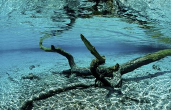 Water reflection, USA, Florida, FL, Crystal River, North America