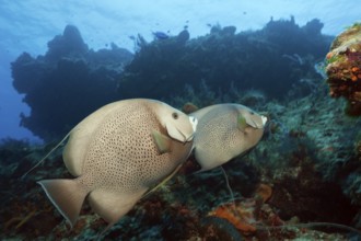 Gray angelfish, Pomacanthus arcuatus, Cozumel, Caribbean, Mexico, Central America