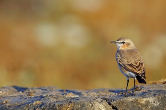 Isabelline Wheatear, (Oenanthe isabellina), biotope, habitat, foraging, animals, birds, songbird,
