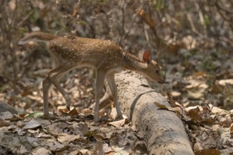 Axis deer, Chital (Axis axis), juvenile, morning light, backlight, Kanha National Park, Tiger