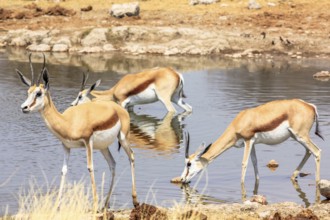 Three springboks gazelles at pool in Namibian savannah of Etosha National Park, dry season in