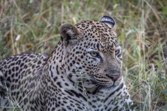 Close up of a Leopard's face in the Sabi Sand Game Reserve, South Africa, Africa