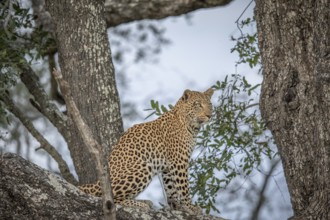 Leopard sitting in a tree in the Okavango delta, Botswana, Africa