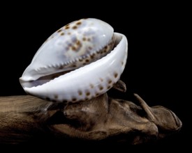Close-up of a Cypraea tigris shell, commonly known as the tiger cowrie, resting on driftwood