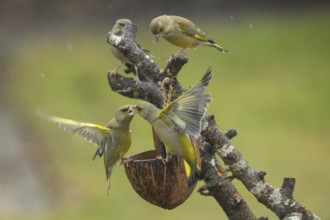 Greenfinch (Chloris chloris)