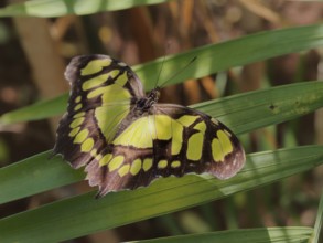 A butterfly with black and yellow spotted wings, resting on long green leaves, in a natural
