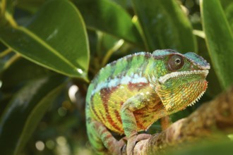 Panther chameleon