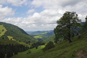 View in the Allgäu Nagelfluhkette nature park Park