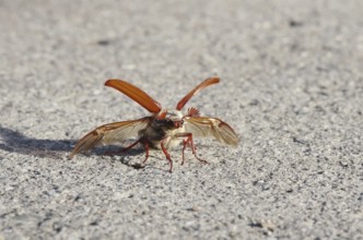 Cockchafer in front of take-off with folded up coverts and unfolded wings