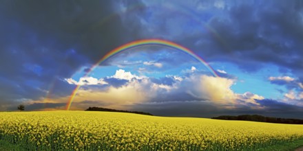 Panorama, rainbow over a rape field