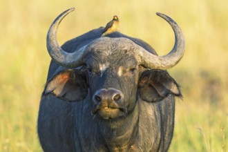 African Buffalo