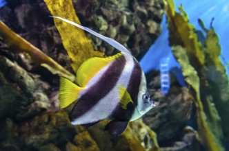 Exotic coral fish in aquarium in Saint-Petersburg, Russia, Europe