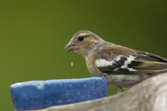 Female Common Chaffinch at the feeder